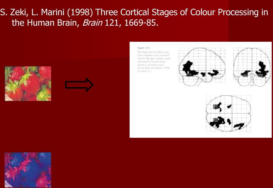 Cortical Stages of Colour