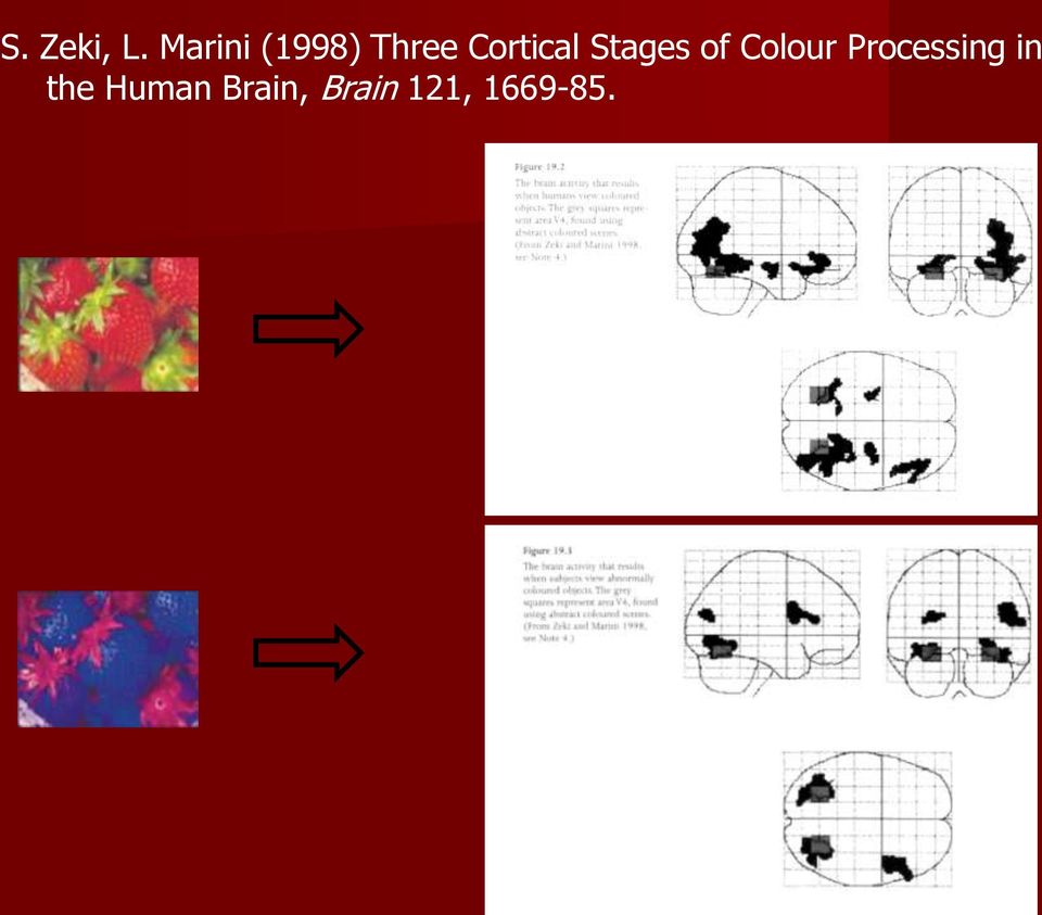 Cortical Stages of Colour