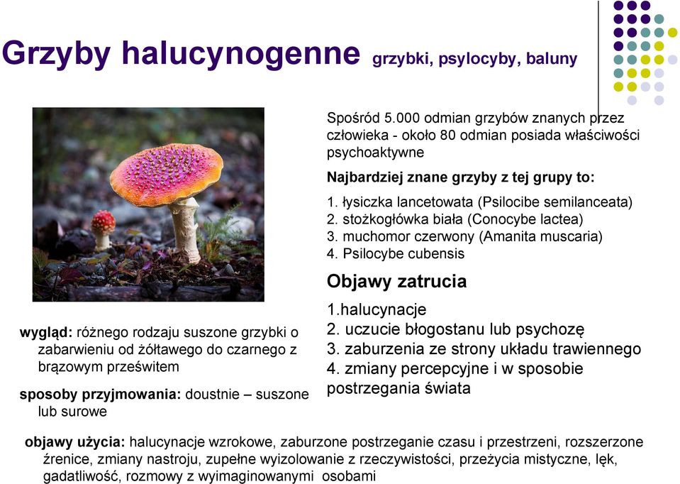 Psilocybe cubensis Objawy zatrucia wygląd: różnego rodzaju suszone grzybki o zabarwieniu od żółtawego do czarnego z brązowym prześwitem sposoby przyjmowania: doustnie suszone lub surowe 1.