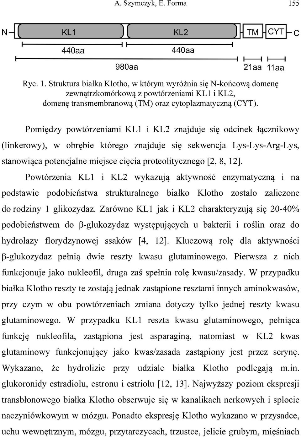 12]. Powtórzenia KL1 i KL2 wykazują aktywność enzymatyczną i na podstawie podobieństwa strukturalnego białko Klotho zostało zaliczone do rodziny 1 glikozydaz.