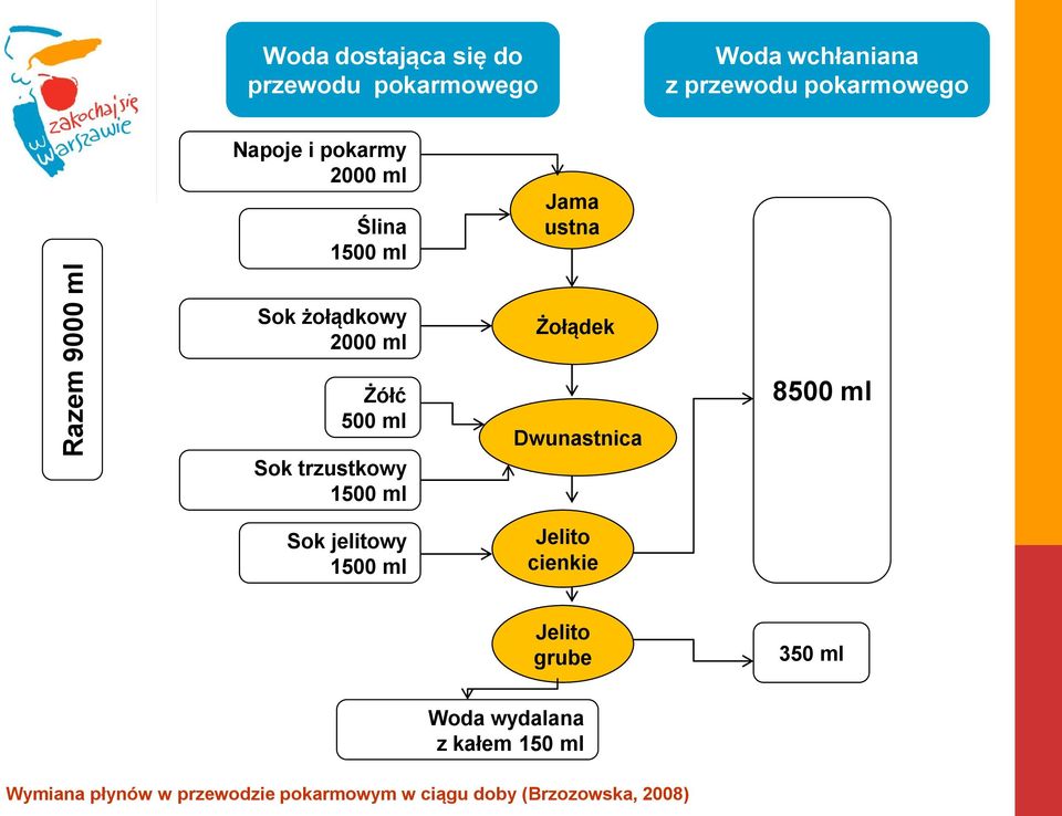 trzustkowy 1500 ml Sok jelitowy 1500 ml Żołądek Dwunastnica Jelito cienkie 8500 ml Jelito grube