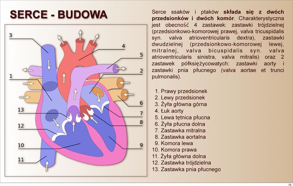 valva atrioventricularis dextra), zastawki dwudzielnej (przedsionkowo-komorowej lewej, mitralnej, valva bicuspidalis syn.