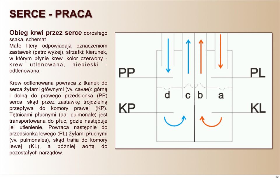 cavae): górną i dolną do prawego przedsionka (PP) serca, skąd przez zastawkę trójdzielną przepływa do komory prawej (KP). Tętnicami płucnymi (aa.