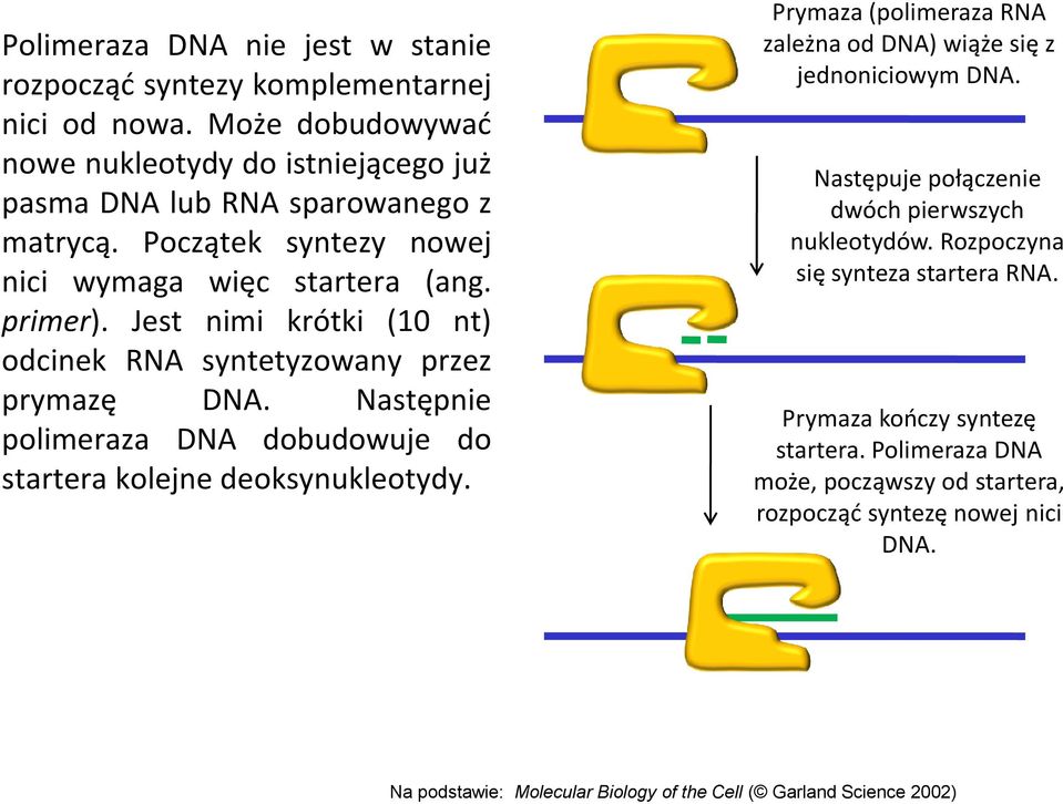 Następnie polimeraza DNA dobudowuje do startera kolejne deoksynukleotydy. Prymaza (polimeraza RNA zależna od DNA) wiąże się z jednoniciowym DNA.