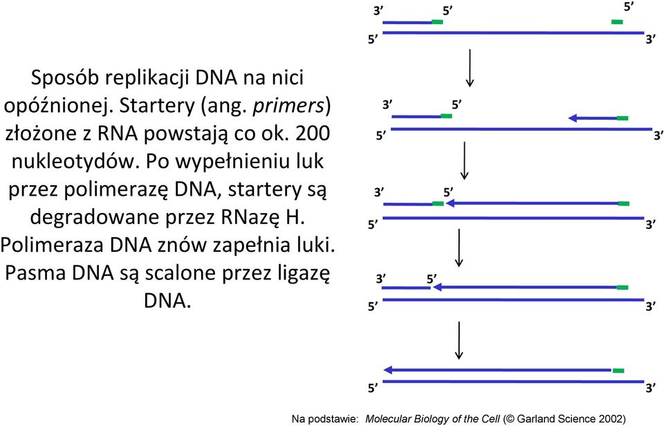 Po wypełnieniu luk przez polimerazę DNA, startery są degradowane przez RNazę H.