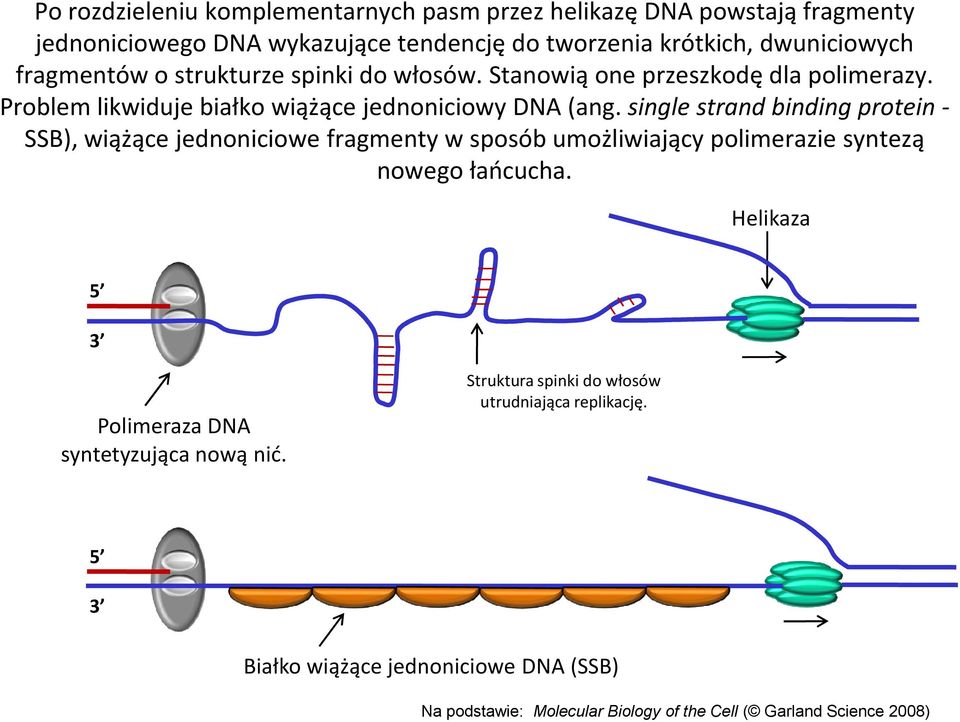 single strand binding protein - SSB), wiążące jednoniciowe fragmenty w sposób umożliwiający polimerazie syntezą nowego łańcucha.