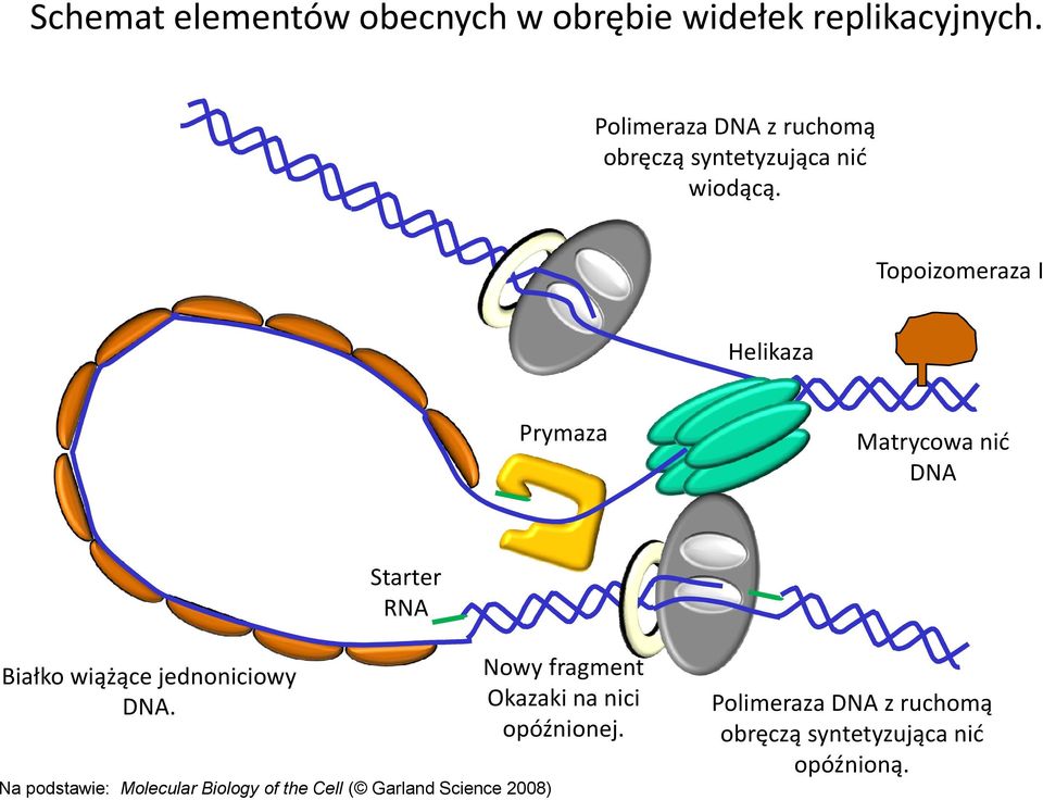 Topoizomeraza I Helikaza Prymaza Matrycowa nić DNA Starter RNA Białko wiążące jednoniciowy DNA.