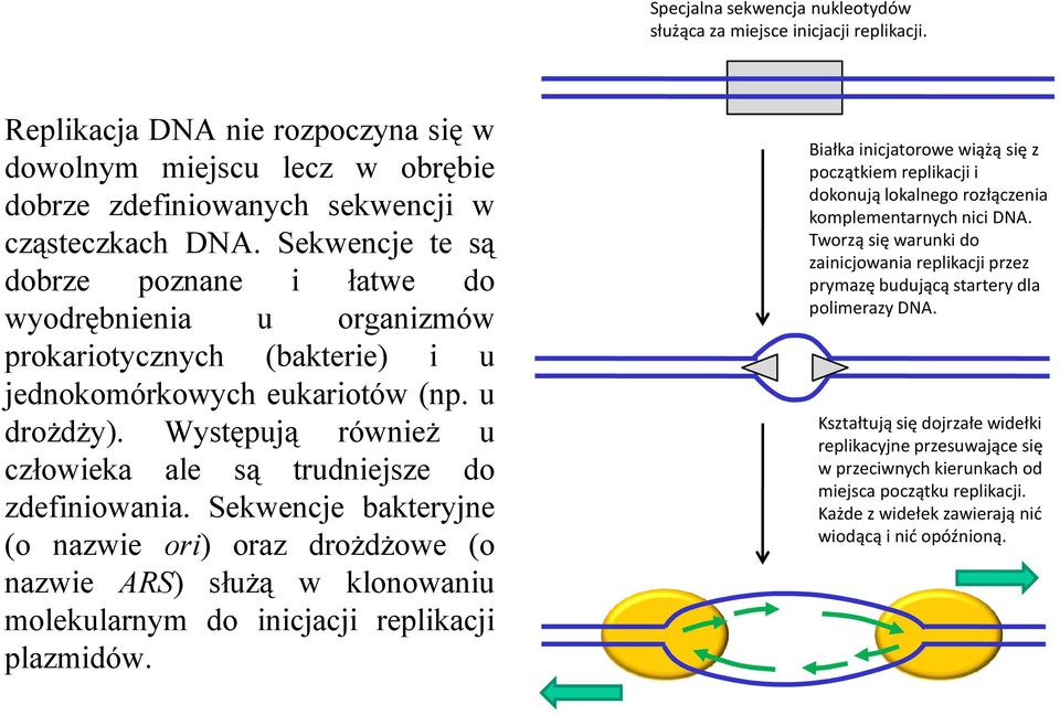 Występują również u człowieka ale są trudniejsze do zdefiniowania. Sekwencje bakteryjne (o nazwie ori) oraz drożdżowe (o nazwie ARS) służą w klonowaniu molekularnym do inicjacji replikacji plazmidów.