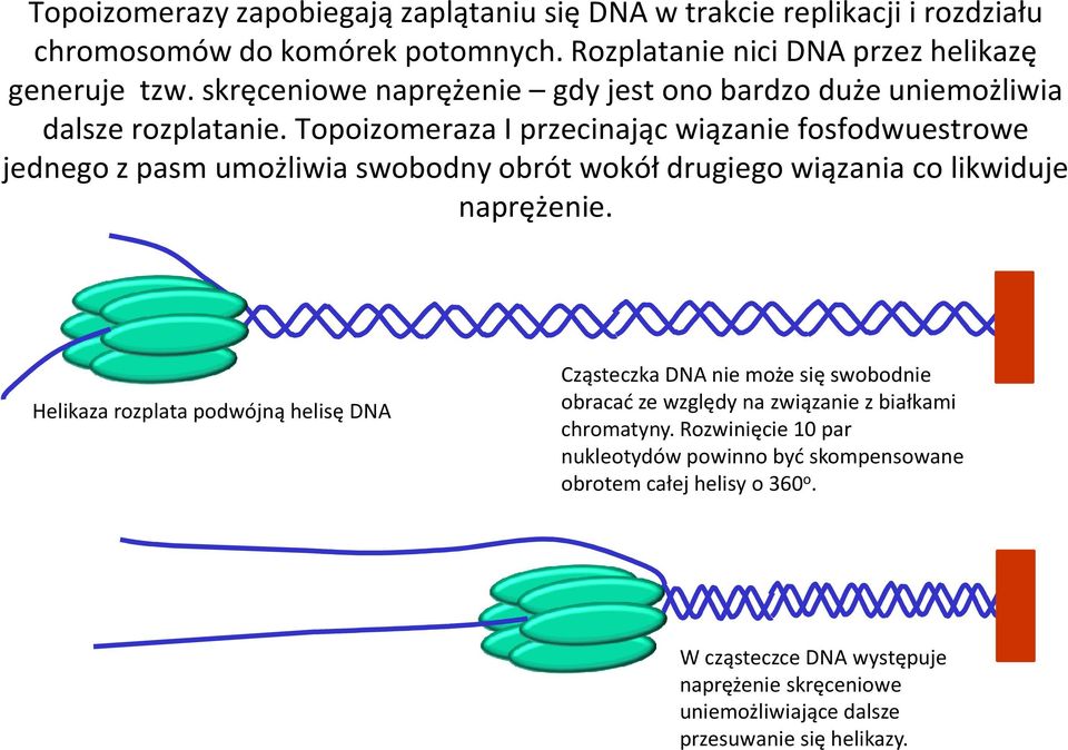 Topoizomeraza I przecinając wiązanie fosfodwuestrowe jednego z pasm umożliwia swobodny obrót wokół drugiego wiązania co likwiduje naprężenie.