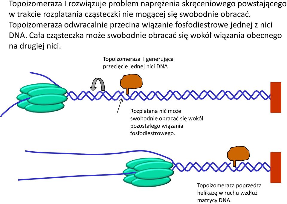 Cała cząsteczka może swobodnie obracać się wokół wiązania obecnego na drugiej nici.