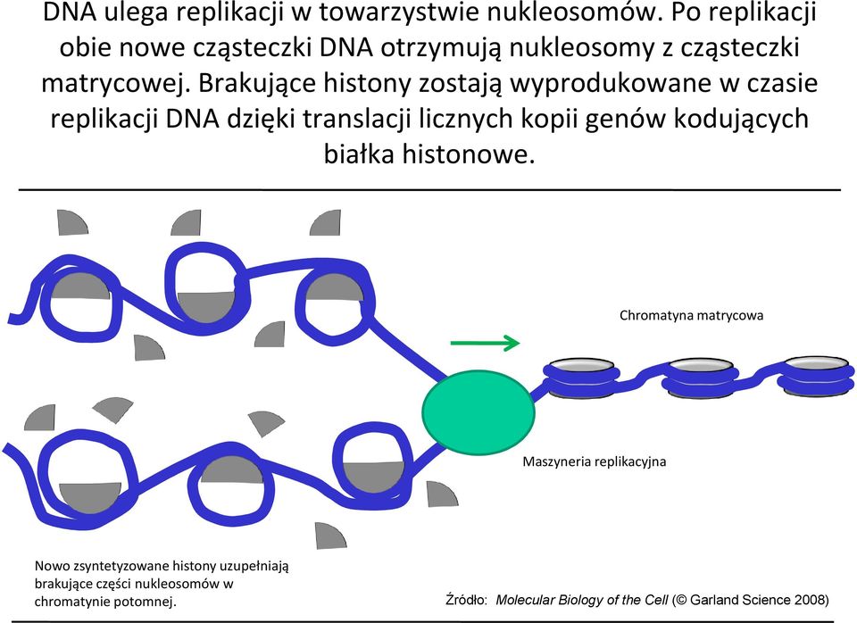 Brakujące histony zostają wyprodukowane w czasie replikacji DNA dzięki translacji licznych kopii genów kodujących