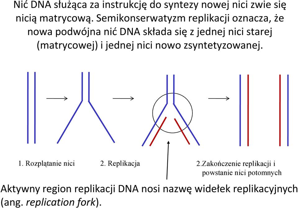 (matrycowej) i jednej nici nowo zsyntetyzowanej. 1. Rozplątanie nici 2. Replikacja 2.