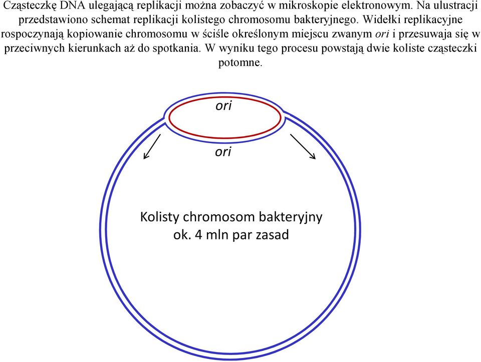 Widełki replikacyjne rospoczynają kopiowanie chromosomu w ściśle określonym miejscu zwanym ori i przesuwaja