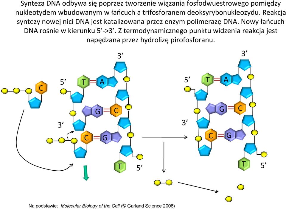 Nowy łańcuch DNA rośnie w kierunku ->.