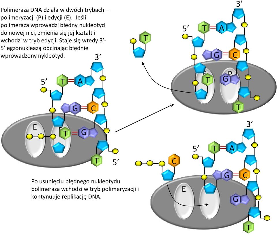 edycji. Staje się wtedy - egzonukleazą odcinając błędnie wprowadzony nykleotyd.
