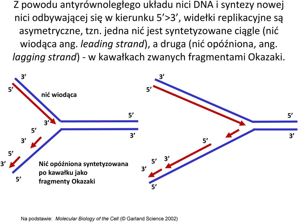 leading strand), a druga (nić opóźniona, ang. lagging strand) - w kawałkach zwanych fragmentami Okazaki.