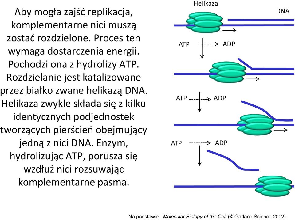 Helikaza zwykle składa się z kilku identycznych podjednostek tworzących pierścień obejmujący jedną z nici DNA.