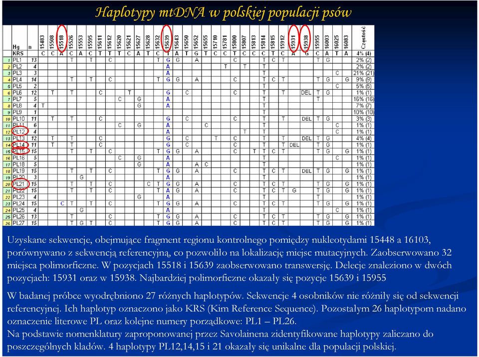 Najbardziej polimorficzne okazały się pozycje 15639 i 15955 W badanej próbce wyodrębniono 27 róŝnych haplotypów. Sekwencje 4 osobników nie róŝniły się od sekwencji referencyjnej.