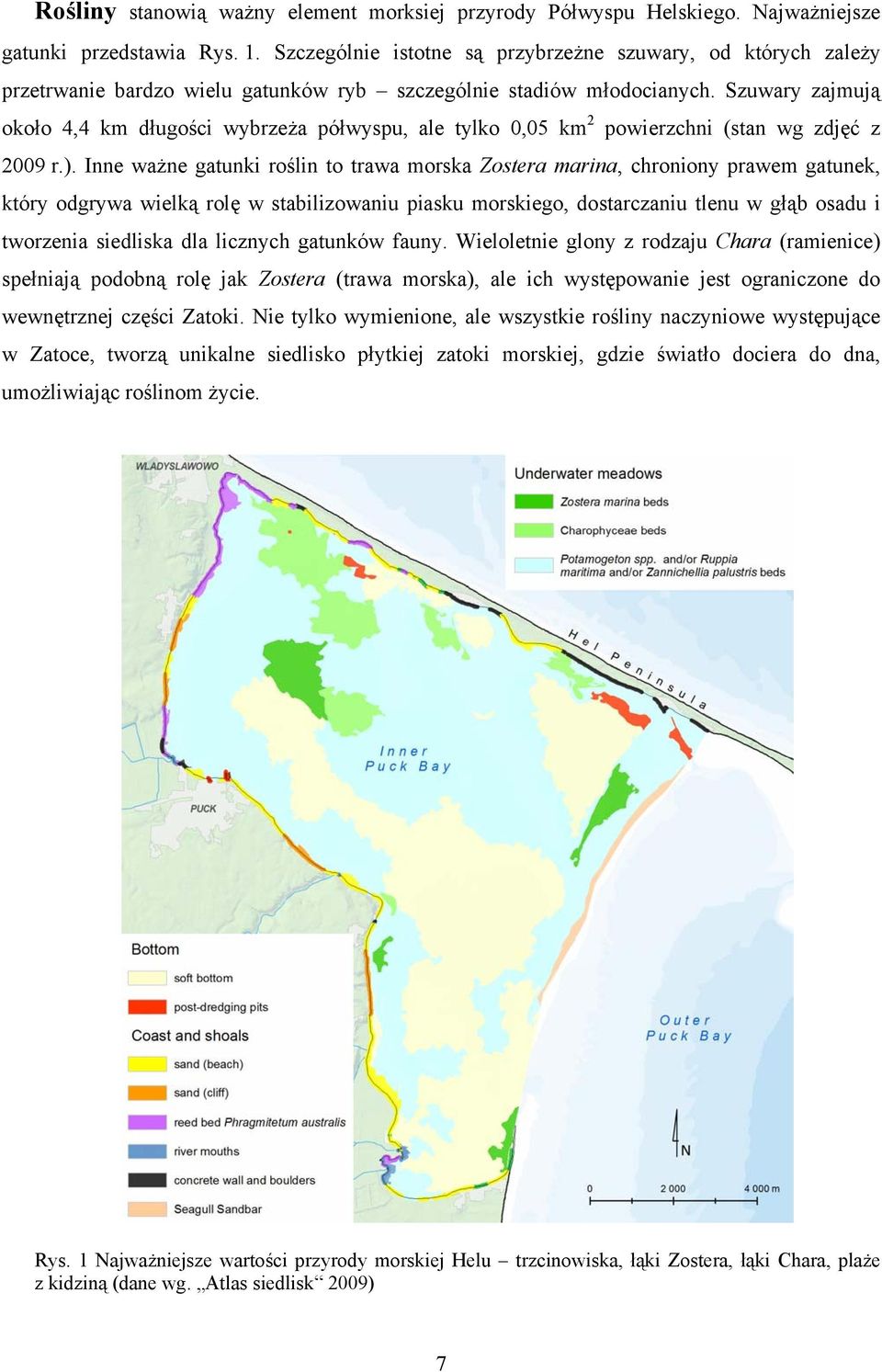 Szuwary zajmują około 4,4 km długości wybrzeża półwyspu, ale tylko 0,05 km 2 powierzchni (stan wg zdjęć z 2009 r.).