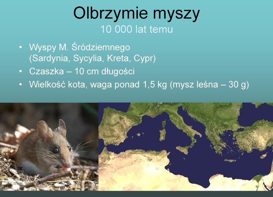 Cypr) Czaszka 10 cm długości Wielkość