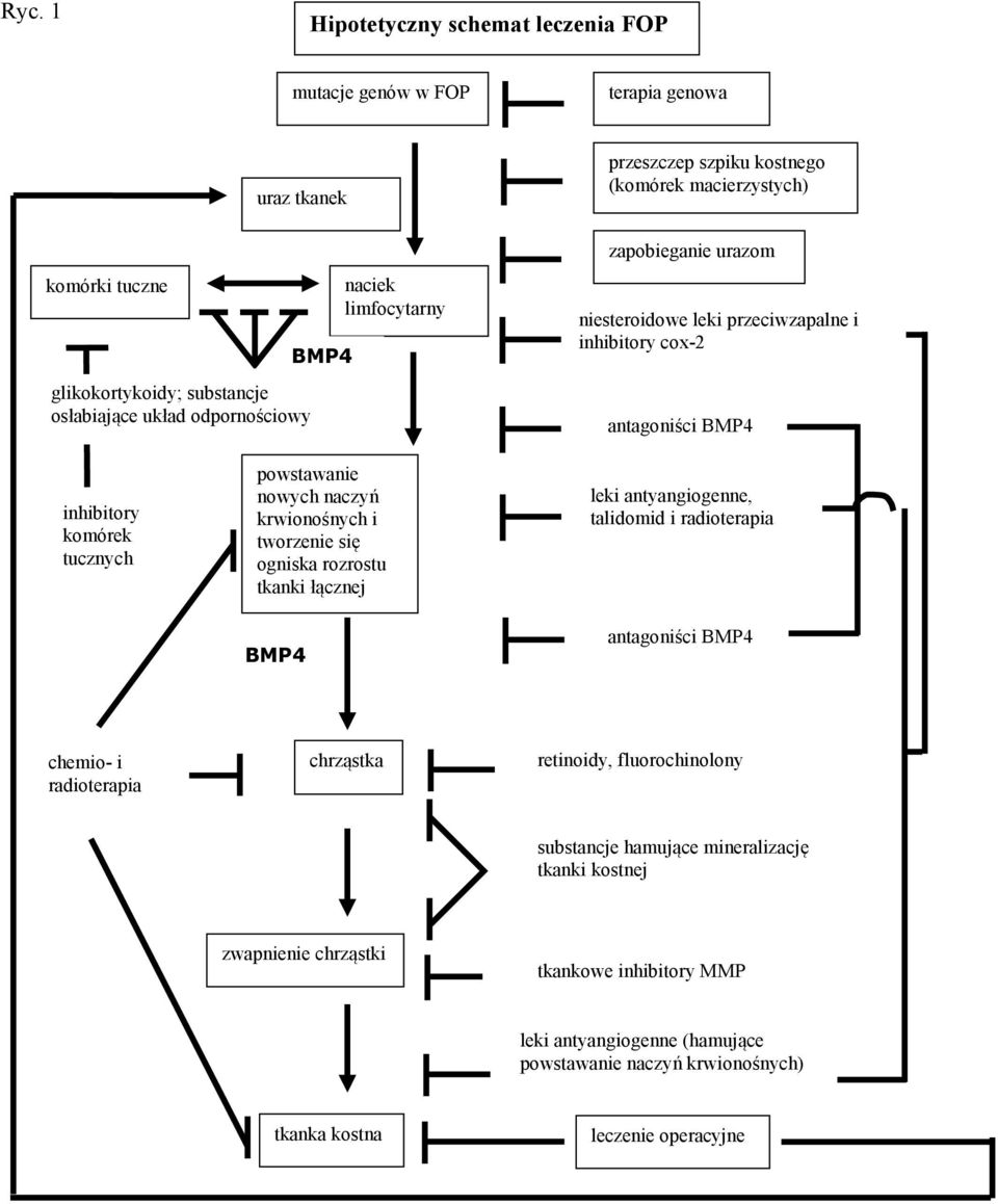 naczyń krwionośnych i tworzenie się ogniska rozrostu tkanki łącznej BMP4 leki antyangiogenne, talidomid i radioterapia antagoniści BMP4 chemio- i radioterapia chrząstka retinoidy,