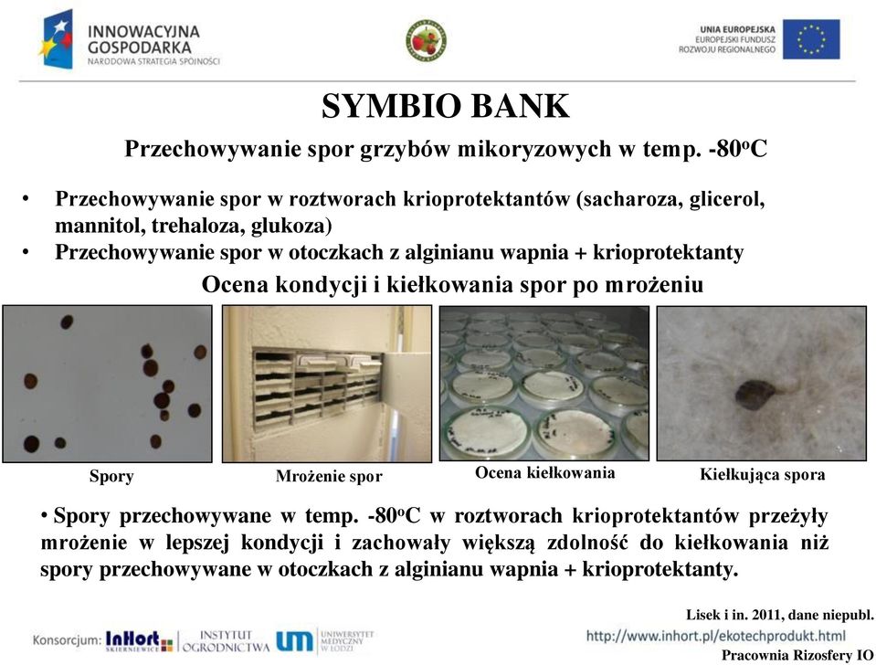 wapnia + krioprotektanty Ocena kondycji i kiełkowania spor po mrożeniu Spory Mrożenie spor Ocena kiełkowania Kiełkująca spora Spory przechowywane w temp.