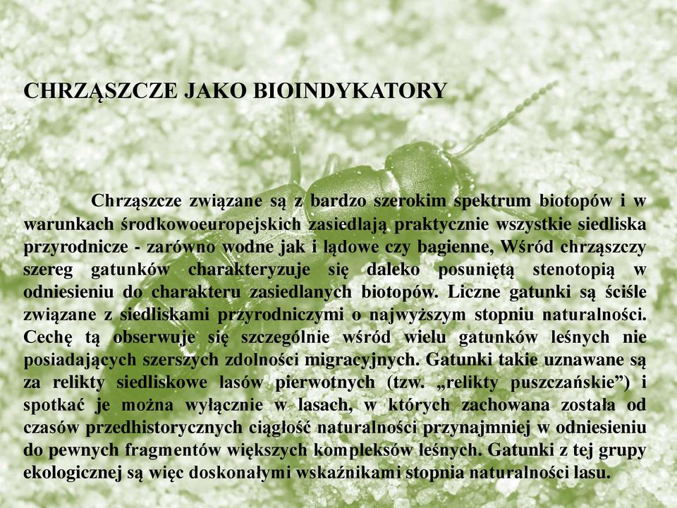 Liczne gatunki są ściśle związane z siedliskami przyrodniczymi o najwyższym stopniu naturalności.