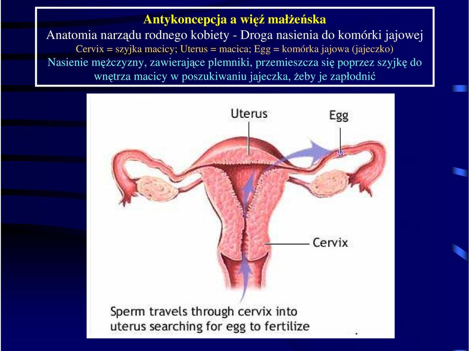 (jajeczko) Nasienie męŝczyzny, zawierające plemniki, przemieszcza