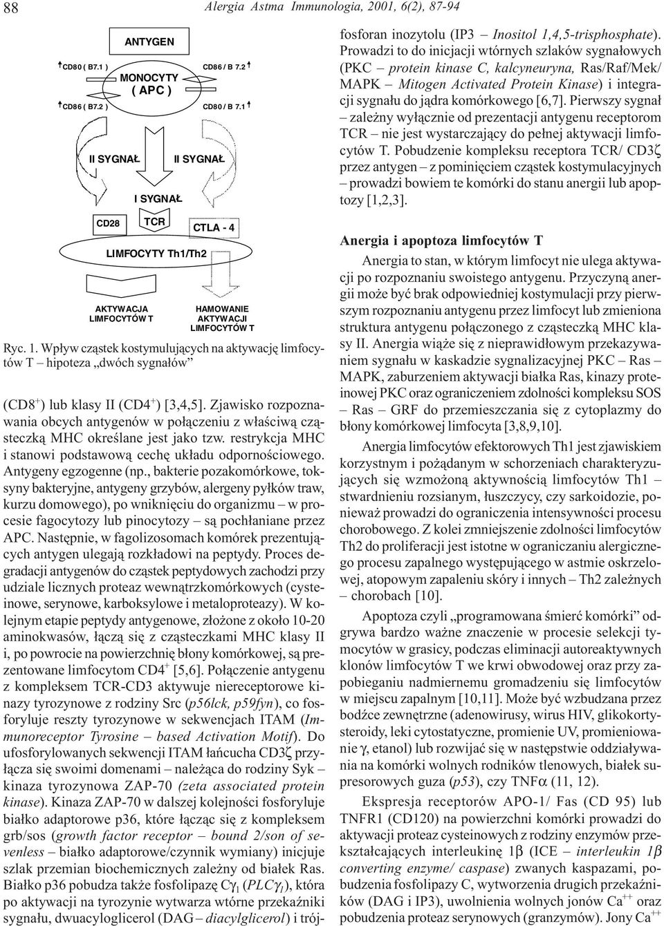 Wp³yw cz¹stek kostymuluj¹cych na aktywacjê limfocytów T hipoteza dwóch sygna³ów (CD8 + ) lub klasy II (CD4 + ) [3,4,5].