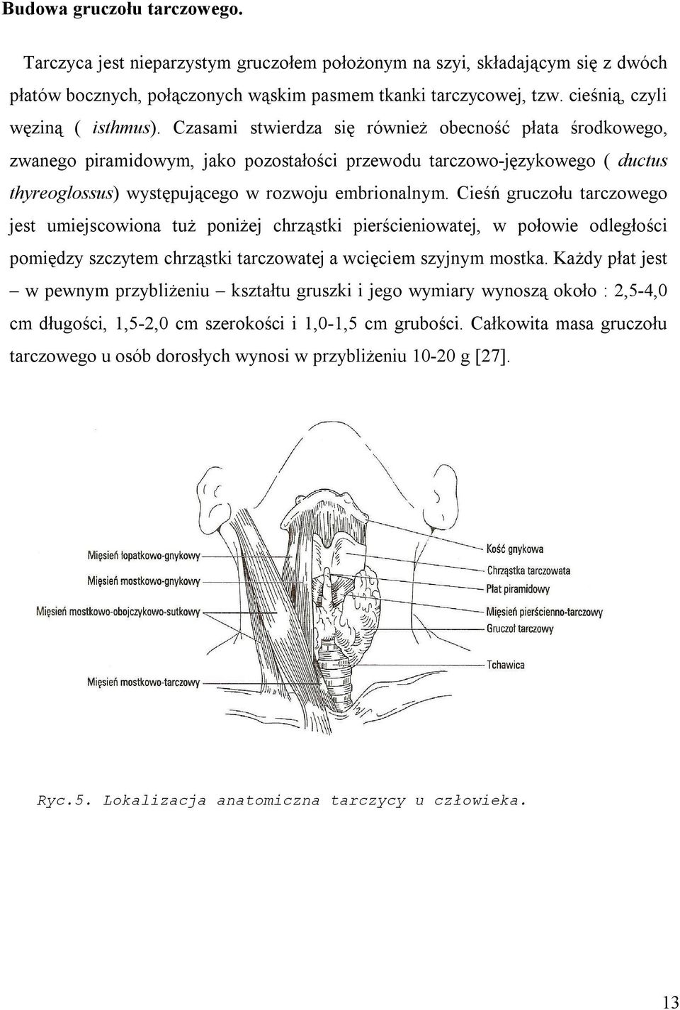 Czasami stwierdza się również obecność płata środkowego, zwanego piramidowym, jako pozostałości przewodu tarczowo-językowego ( ductus thyreoglossus) występującego w rozwoju embrionalnym.