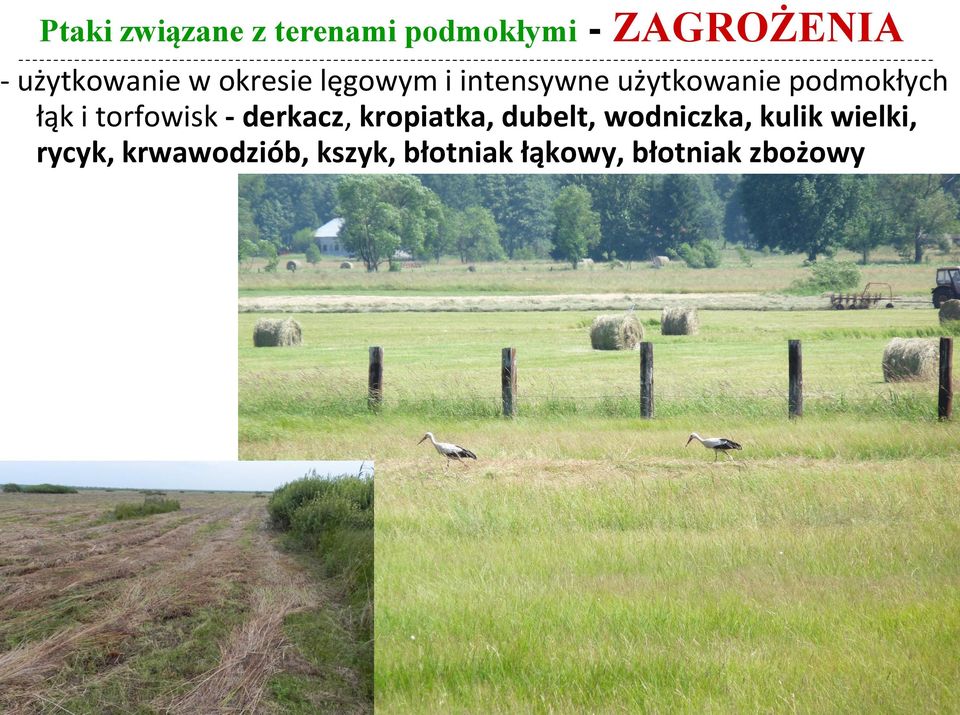 podmokłych łąk i torfowisk - derkacz, kropiatka, dubelt,