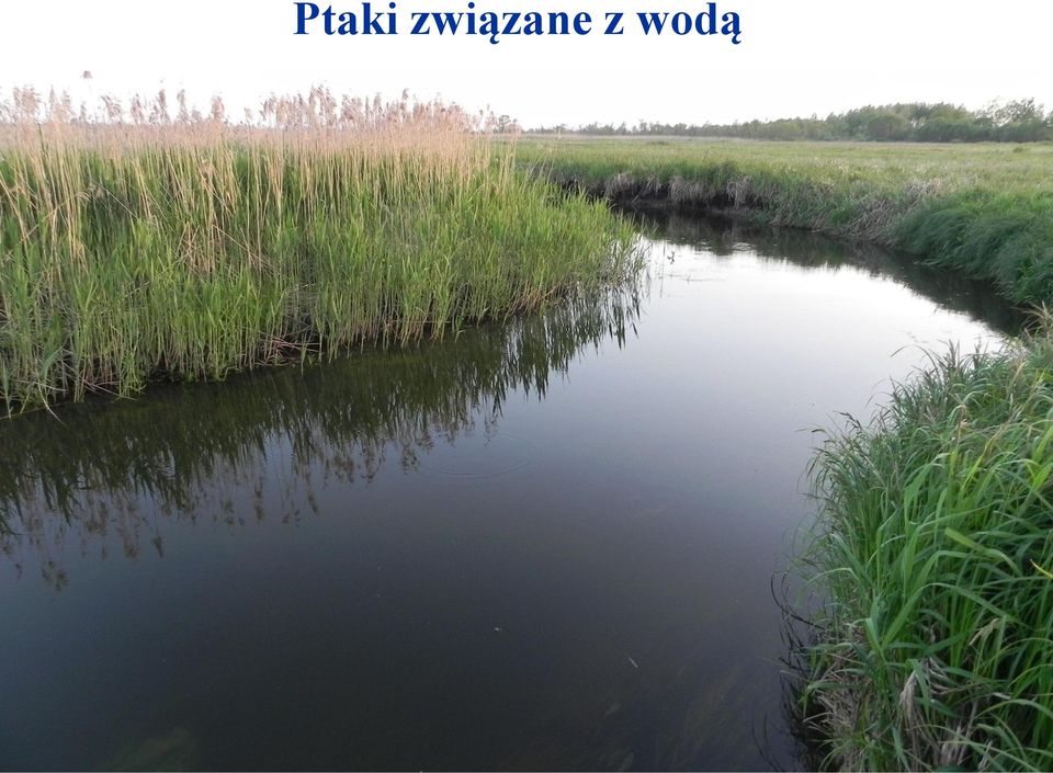 z wodą