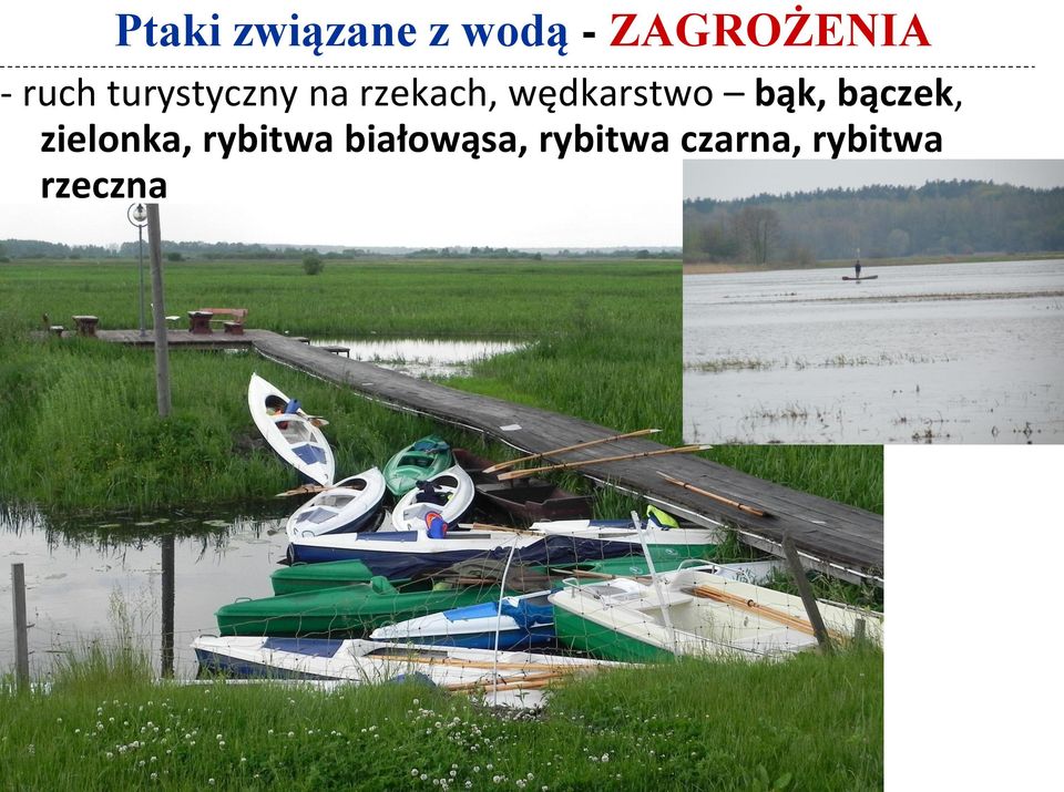 wędkarstwo bąk, bączek, zielonka,