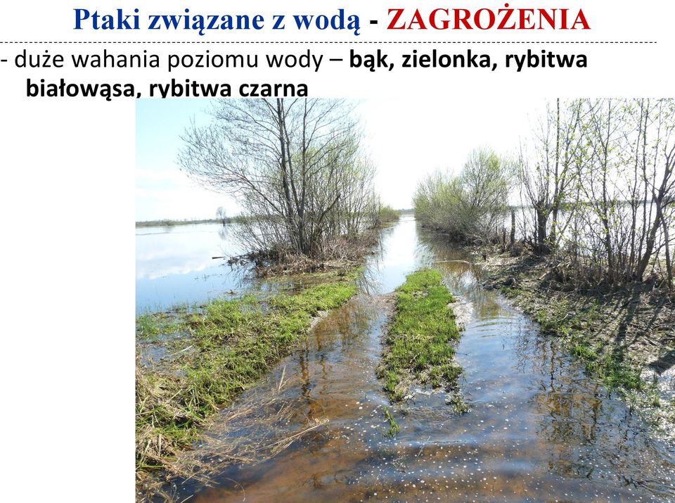 poziomu wody bąk, zielonka,