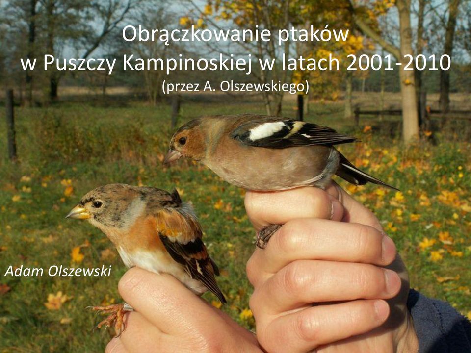 latach 2001-2010 (przez A.