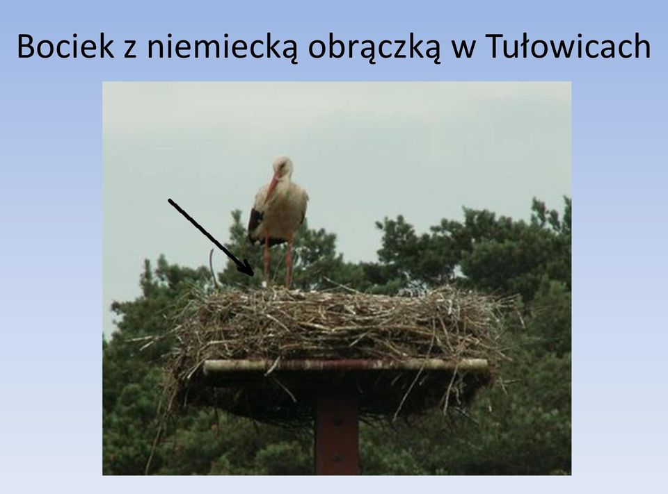 obrączką