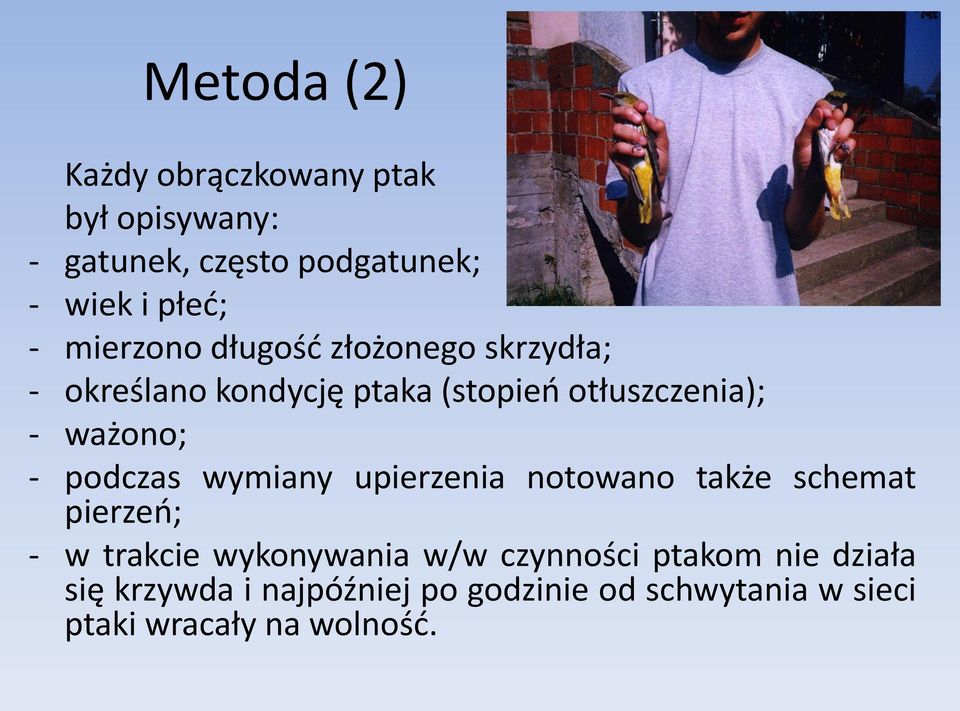 - podczas wymiany upierzenia notowano także schemat pierzeo; - w trakcie wykonywania w/w czynności