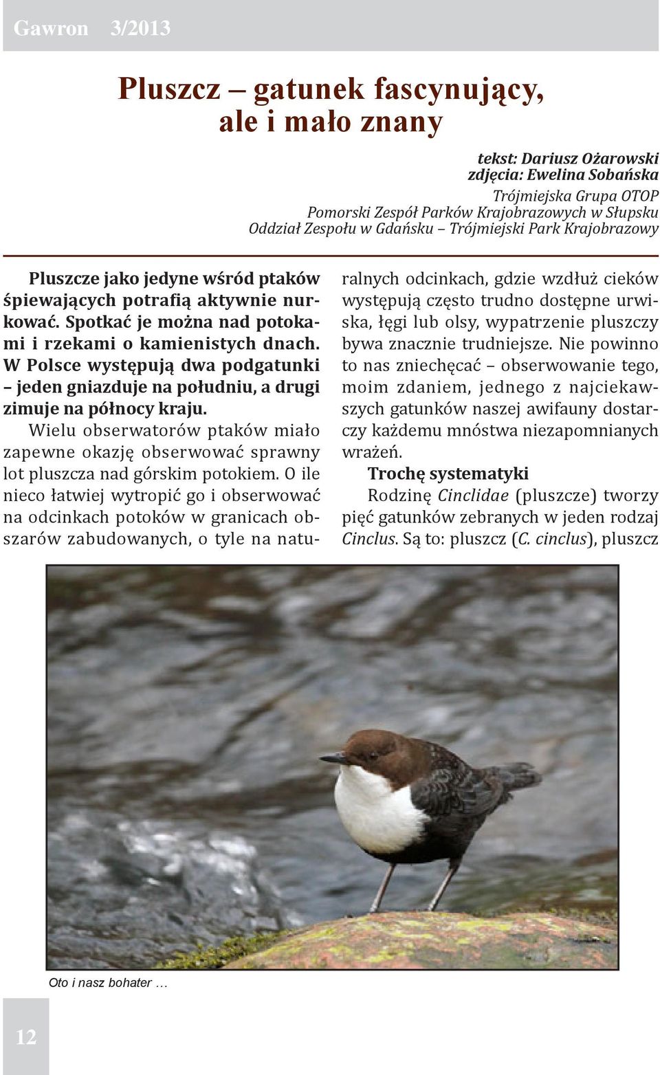 W Polsce występują dwa podgatunki jeden gniazduje na południu, a drugi zimuje na północy kraju. Wielu obserwatorów ptaków miało zapewne okazję obserwować sprawny lot pluszcza nad górskim potokiem.