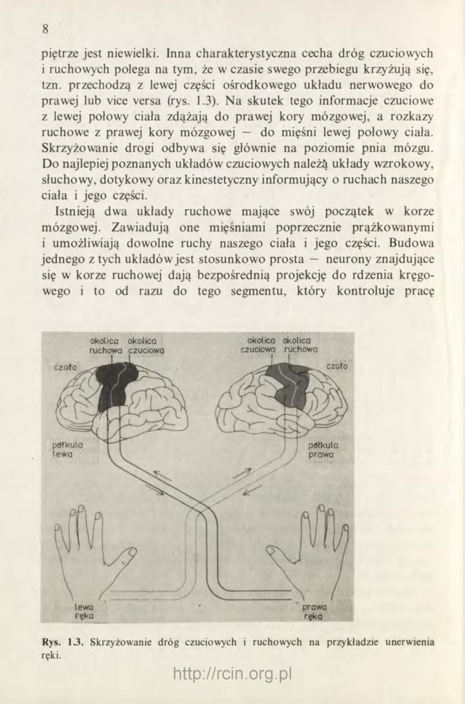 Na skutek tego informacje czuciowe z lewej połowy ciała zdążają do prawej kory mózgowej, a rozkazy ruchowe z prawej kory mózgowej do mięśni lewej połowy ciała.