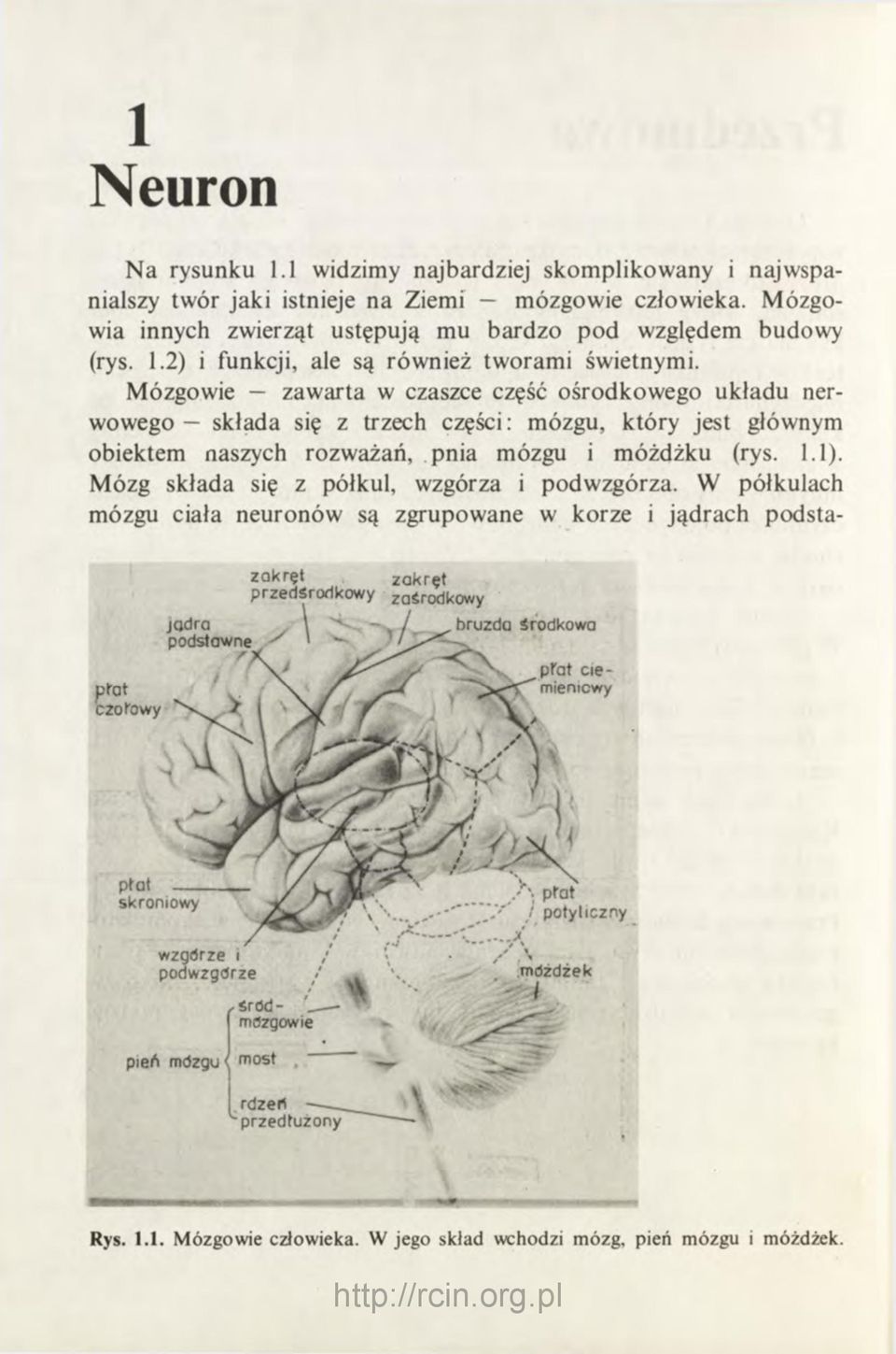 Mózg składa się z półkul, wzgórza i podwzgórza. W półkulach mózgu ciała neuronów są zgrupowane w korze i jądrach podstazakręt przedśrodkowy zakręt zaśrodkowy jadra * - j bruzda środkowa podstawne <.