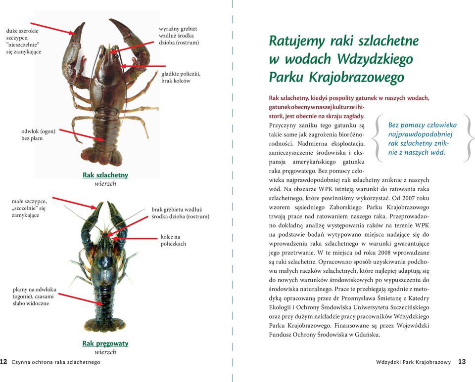 policzkach Rak szlachetny, kiedyś pospolity gatunek w naszych wodach, gatunek obecny w naszej kulturze i historii, jest obecnie na skraju zagłady.