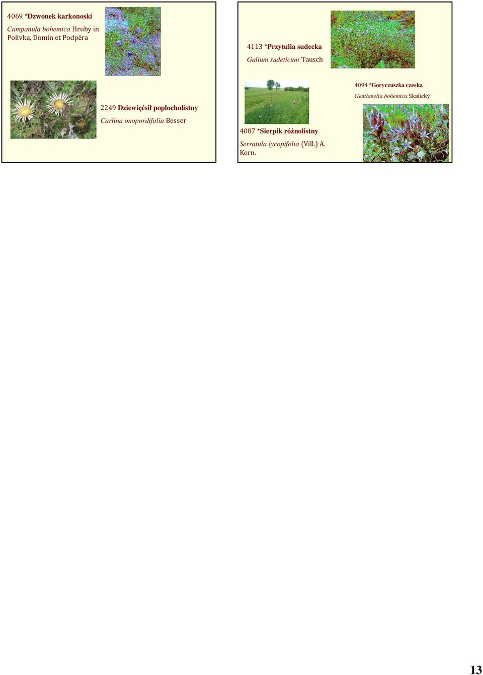 popłocholistny Carlina onopordifolia Besser 4087 *Sierpik różnolistny