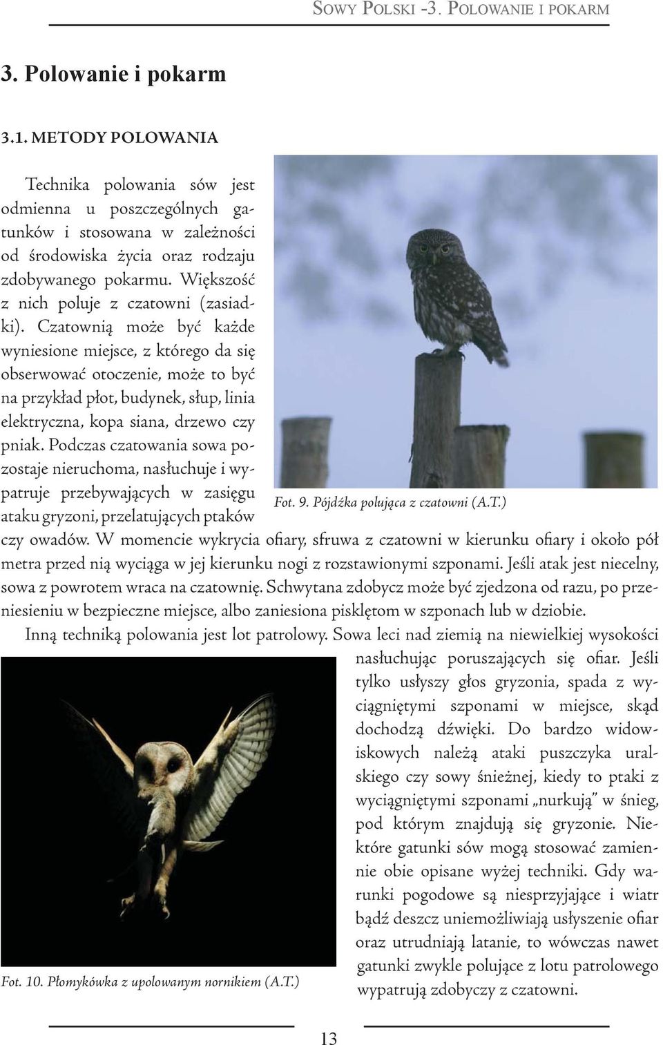 Większość z nich poluje z czatowni (zasiadki).
