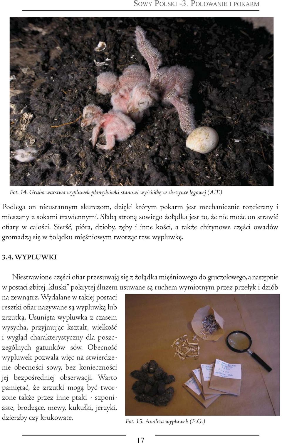 Sierść, pióra, dzioby, zęby i inne kości, a także chitynowe części owadów gromadzą się w żołądku mięśniowym tworząc tzw. wypluwkę. 3.4.