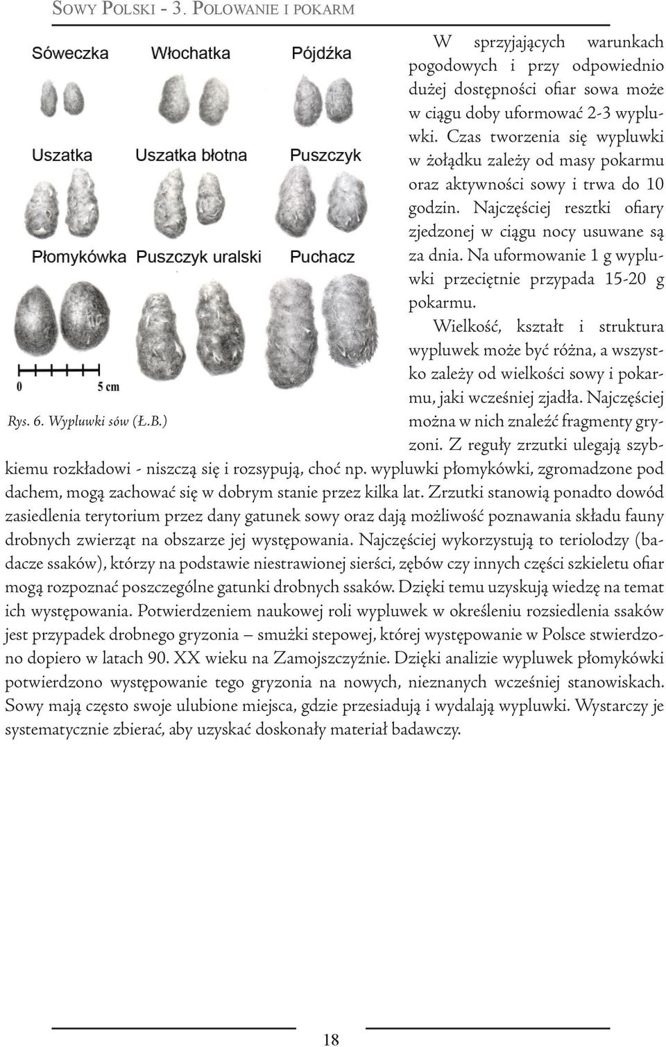 Na uformowanie 1 g wypluwki przeciętnie przypada 15-20 g pokarmu. Wielkość, kształt i struktura wypluwek może być różna, a wszystko zależy od wielkości sowy i pokarmu, jaki wcześniej zjadła.