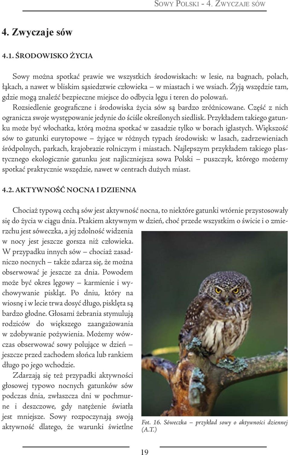 Żyją wszędzie tam, gdzie mogą znaleźć bezpieczne miejsce do odbycia lęgu i teren do polowań. Rozsiedlenie geograficzne i środowiska życia sów są bardzo zróżnicowane.