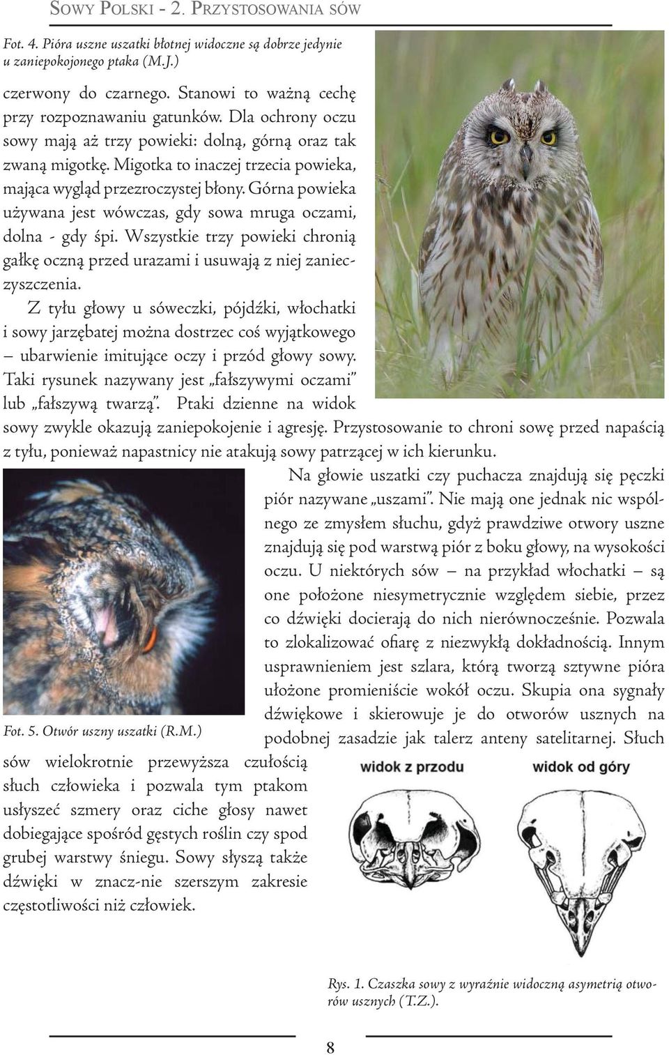 Migotka to inaczej trzecia powieka, mająca wygląd przezroczystej błony. Górna powieka używana jest wówczas, gdy sowa mruga oczami, dolna - gdy śpi.