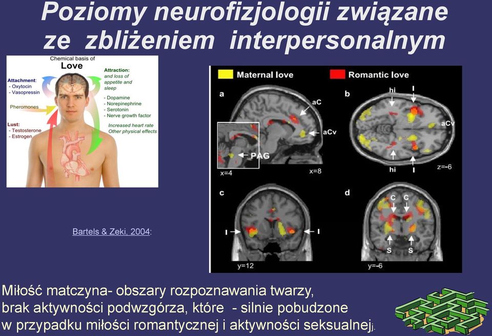 obszary rozpoznawania twarzy, brak aktywności podwzgórza,