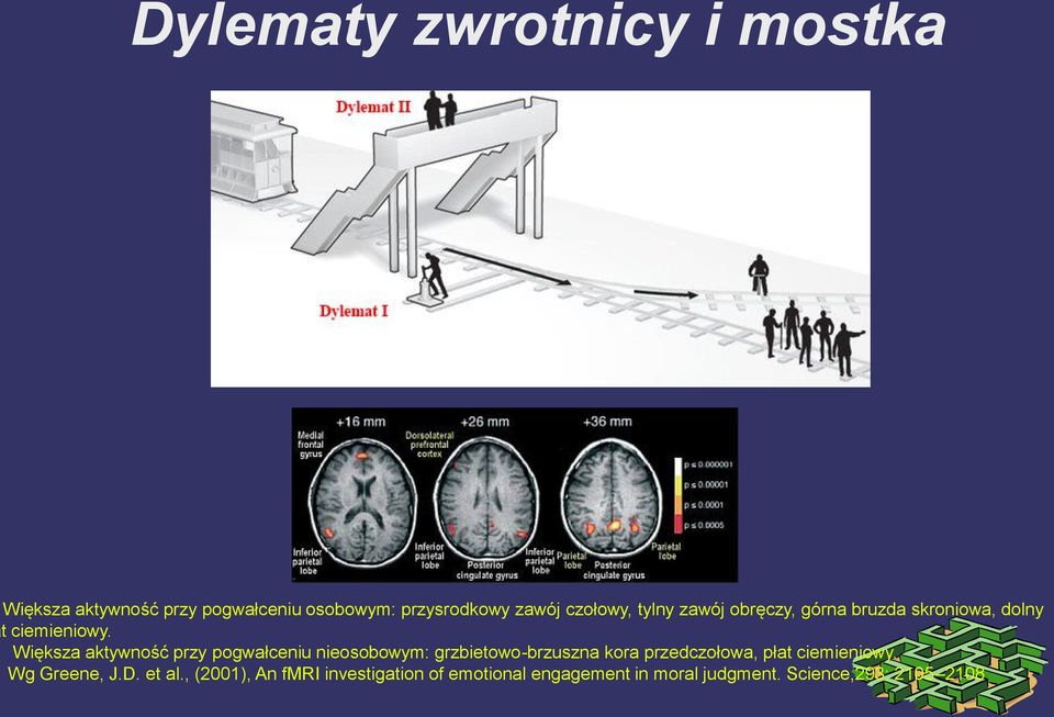 Większa aktywność przy pogwałceniu nieosobowym: grzbietowo-brzuszna kora przedczołowa, płat