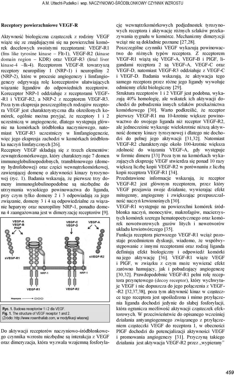 receptorami: VEGF-R1 (fms like tyrosine kinase Flt-1), VEGF-R2 (kinase domain region KDR) oraz VEGF-R3 (fetal liver kinase-4 lk-4).